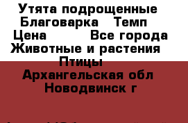 Утята подрощенные “Благоварка“,“Темп“ › Цена ­ 100 - Все города Животные и растения » Птицы   . Архангельская обл.,Новодвинск г.